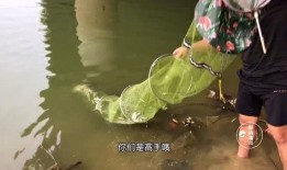 东莞野钓最新爆料,揭秘最新钓点与技巧分享