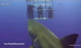 鲨鱼最新爆料视频大全播放,揭秘海洋深处的神秘世界